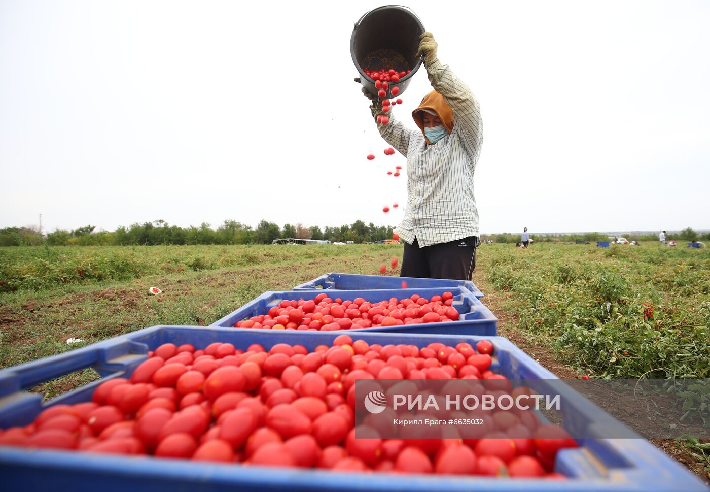 Сбор урожая овощей в Волгоградской области