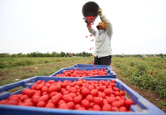 Сбор урожая овощей в Волгоградской области