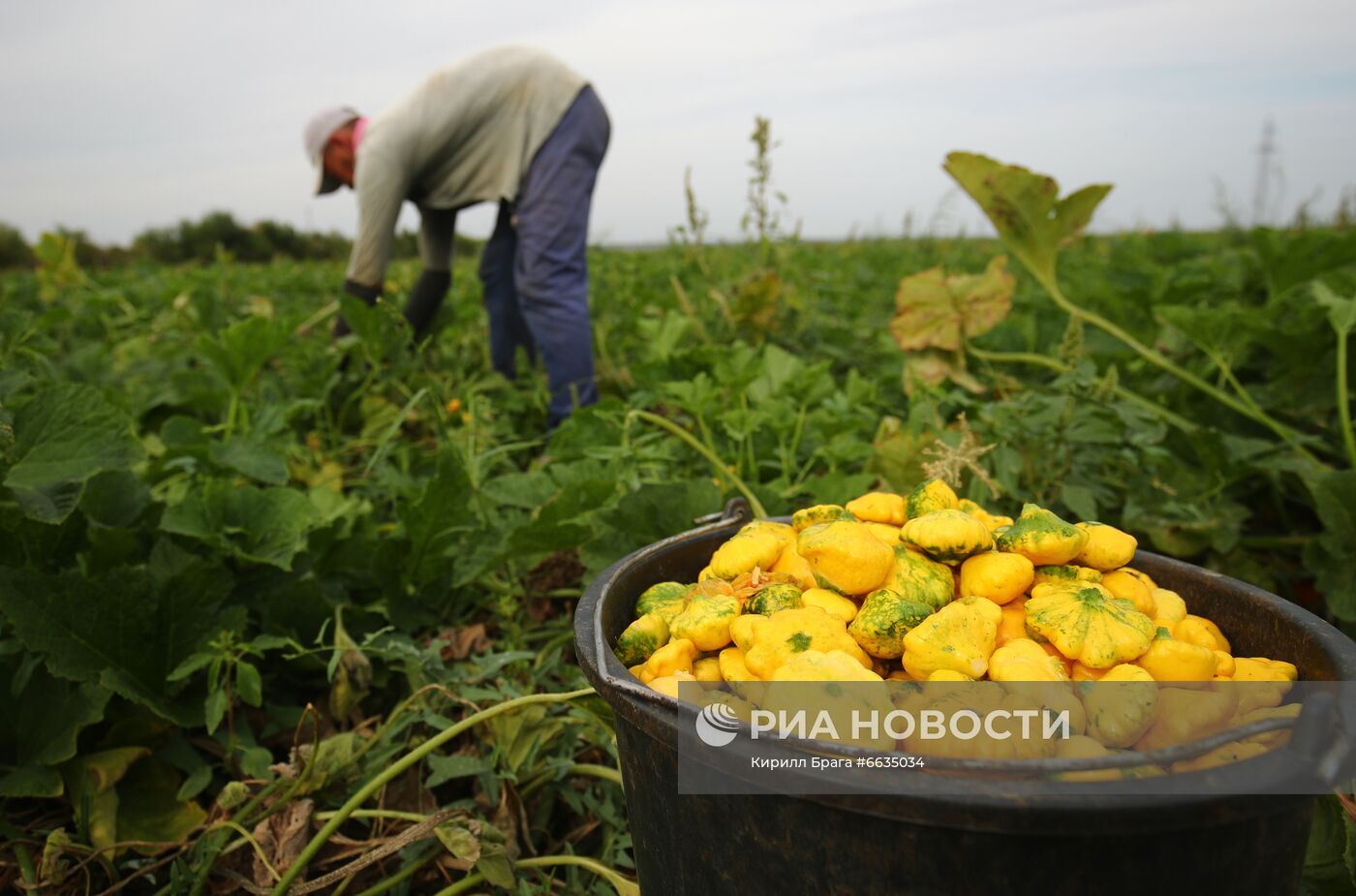 Сбор урожая овощей в Волгоградской области