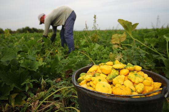 Сбор урожая овощей в Волгоградской области