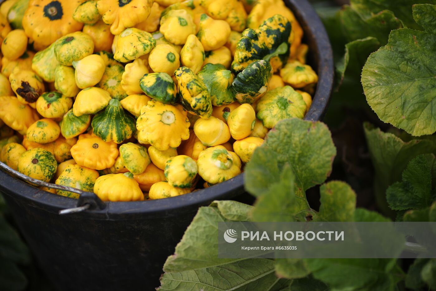 Сбор урожая овощей в Волгоградской области