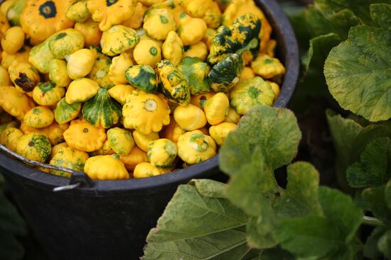 Сбор урожая овощей в Волгоградской области