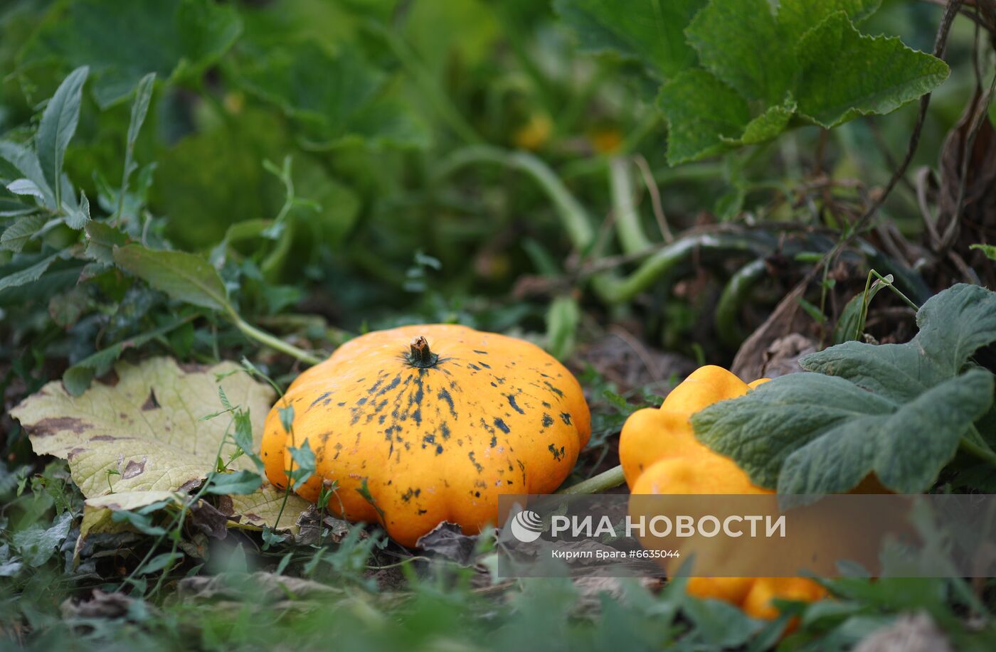Сбор урожая овощей в Волгоградской области