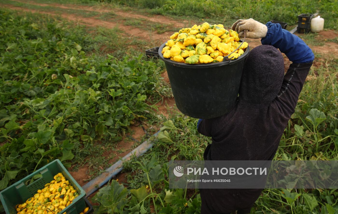 Сбор урожая овощей в Волгоградской области