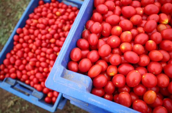 Сбор урожая овощей в Волгоградской области