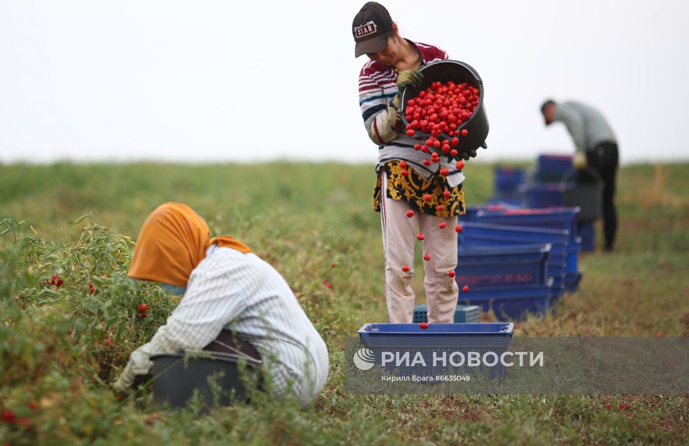 Сбор урожая овощей в Волгоградской области