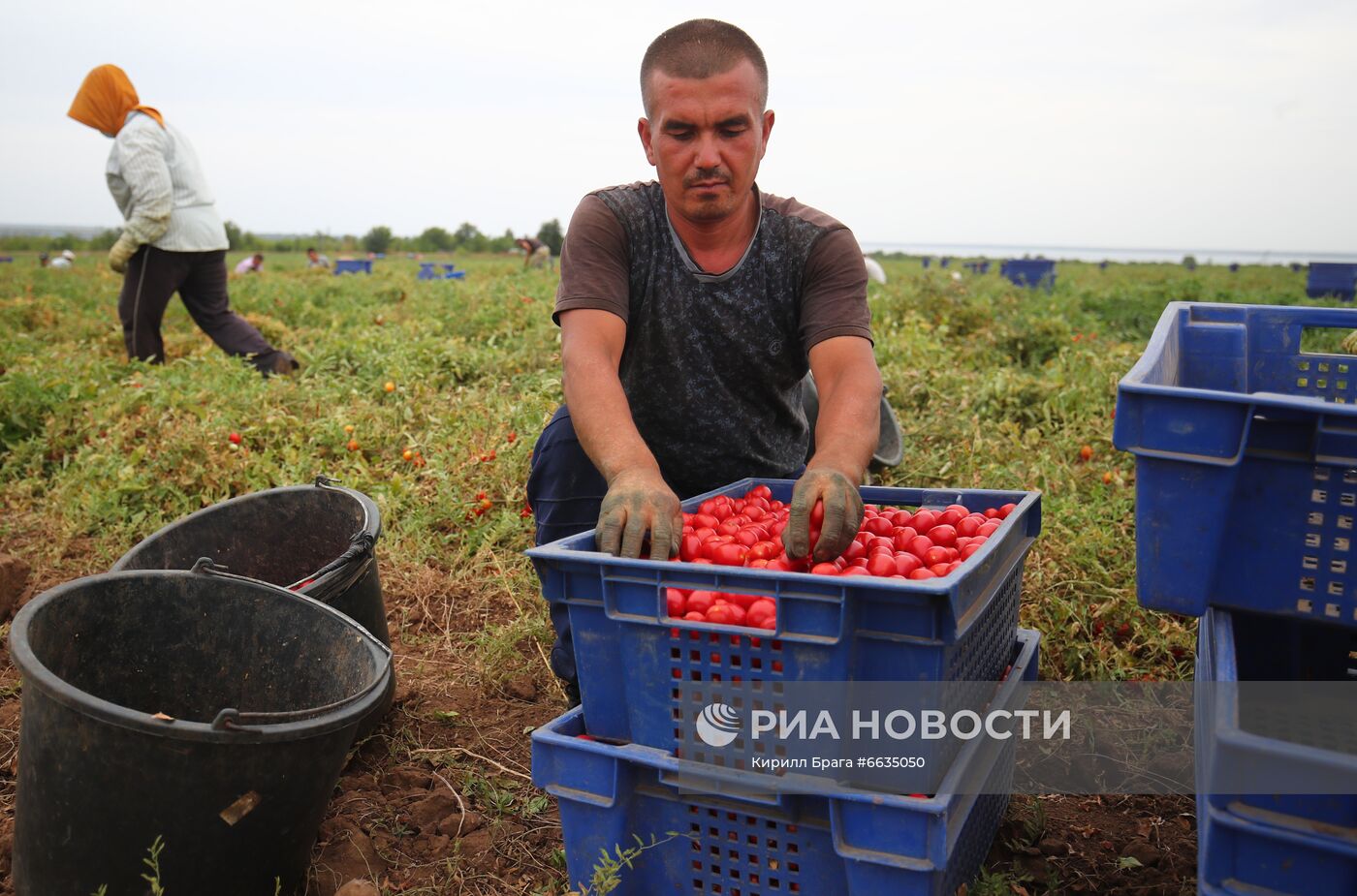 Сбор урожая овощей в Волгоградской области