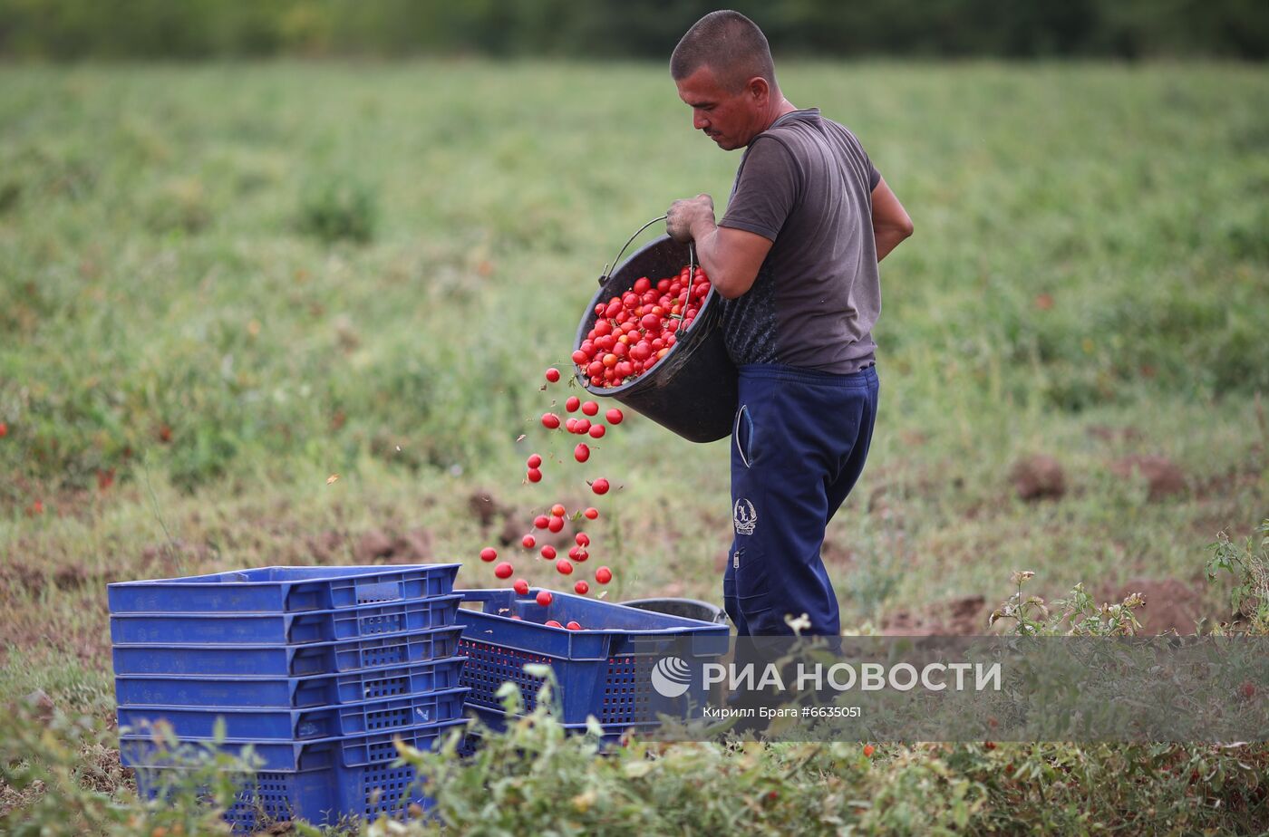 Сбор урожая овощей в Волгоградской области