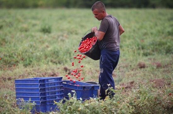 Сбор урожая овощей в Волгоградской области