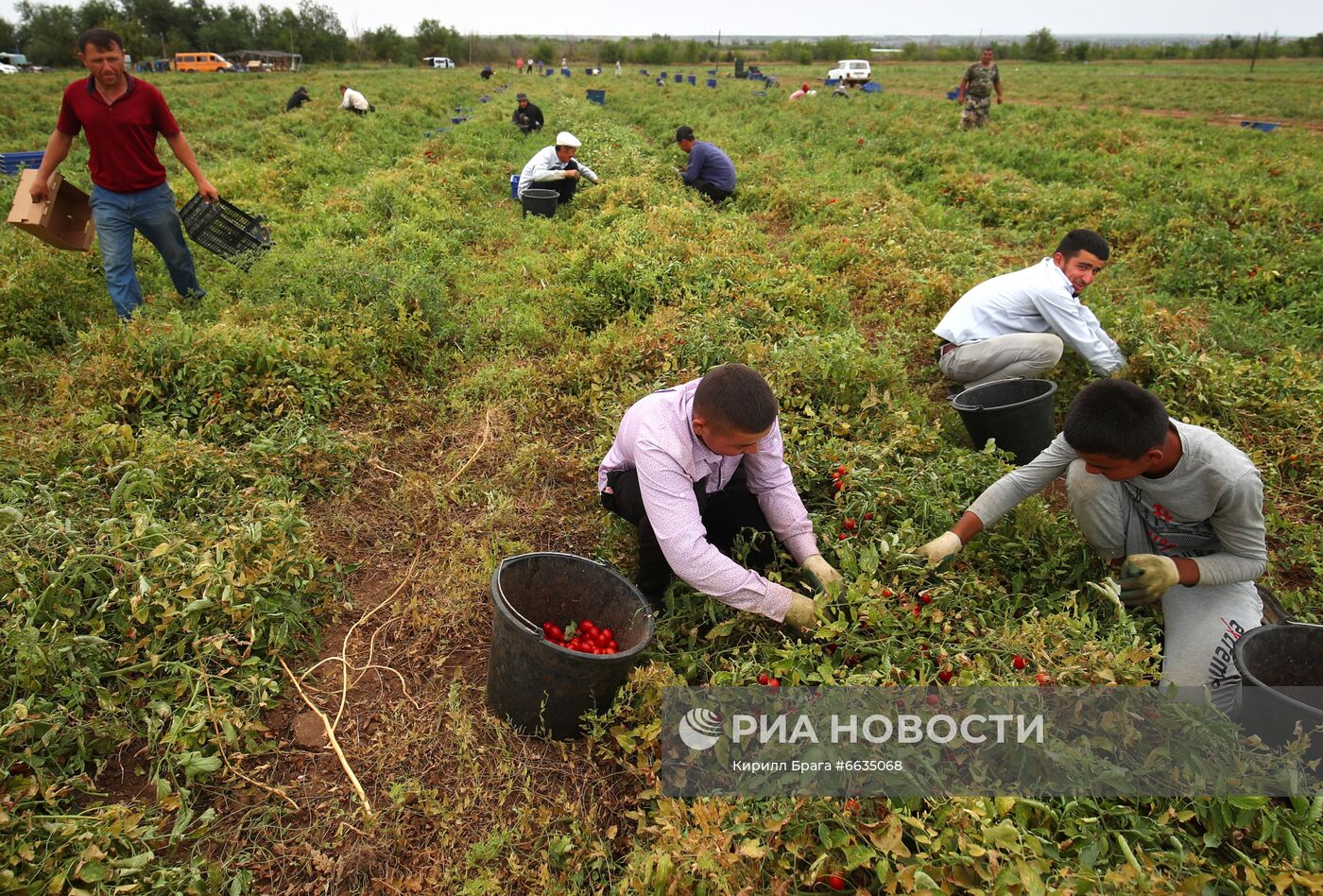 Сбор урожая овощей в Волгоградской области