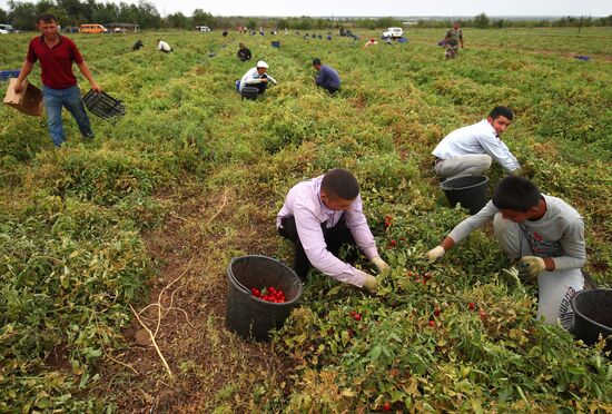 Сбор урожая овощей в Волгоградской области