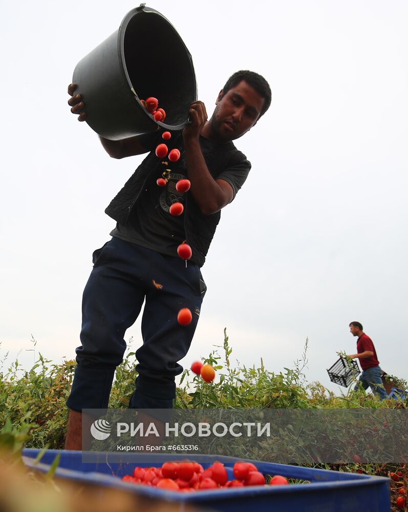 Сбор урожая овощей в Волгоградской области