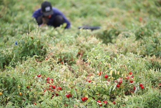 Сбор урожая овощей в Волгоградской области