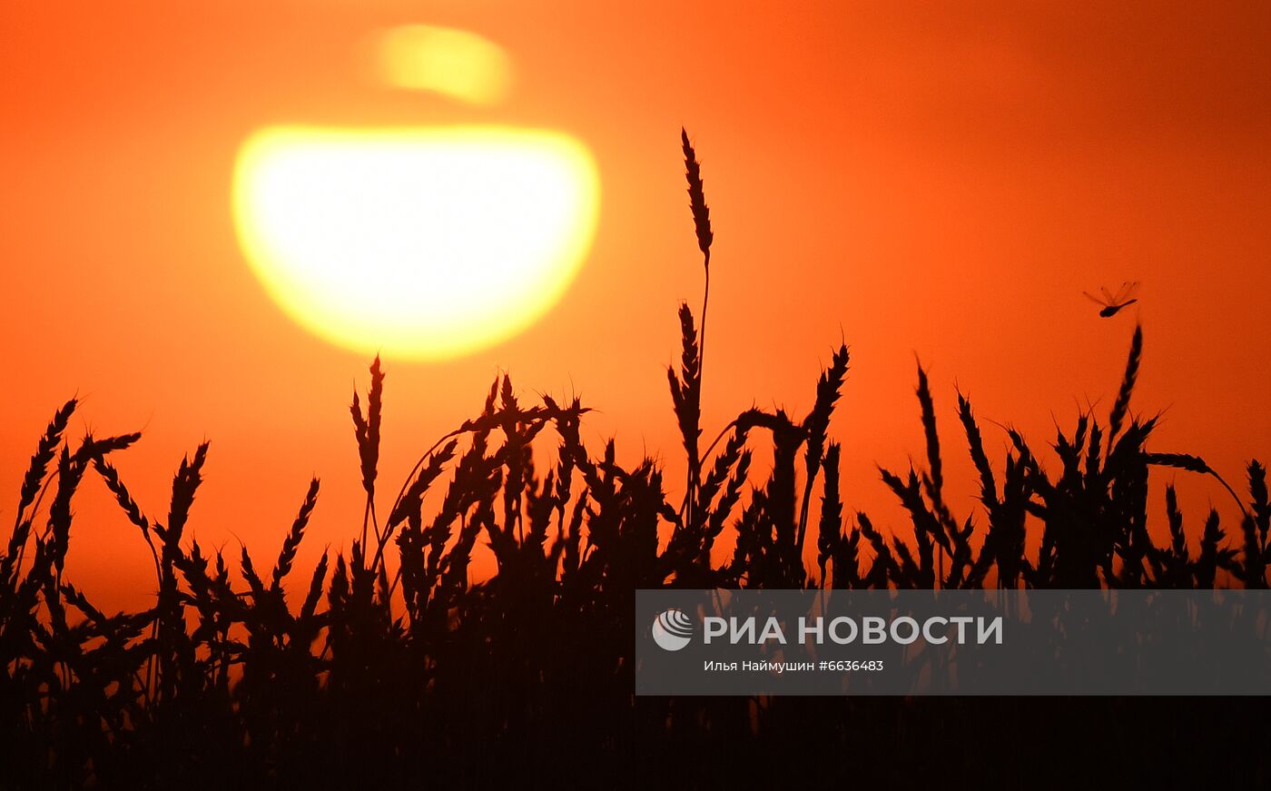 Сбор урожая зерна в Красноярском крае