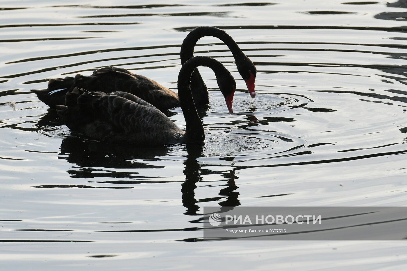 Московский зоопарк