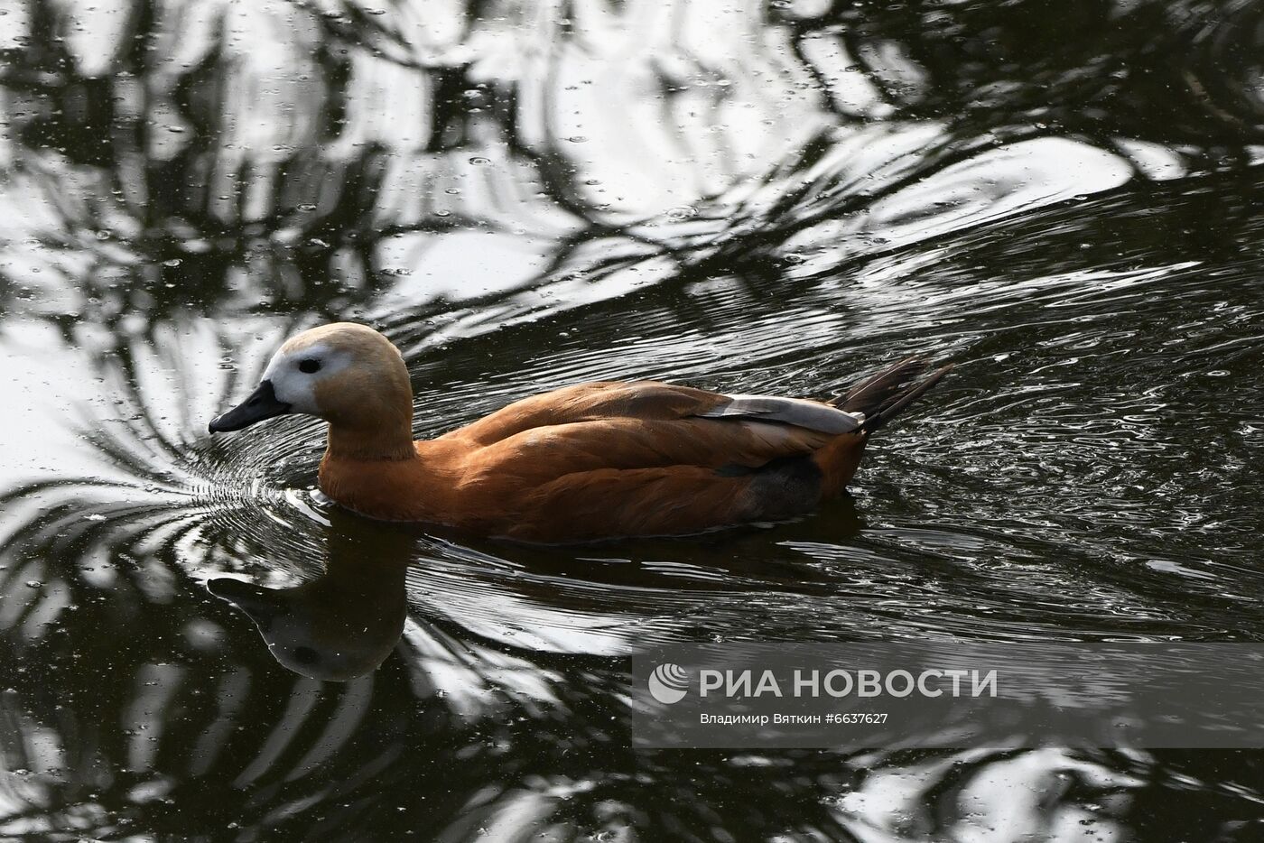 Московский зоопарк