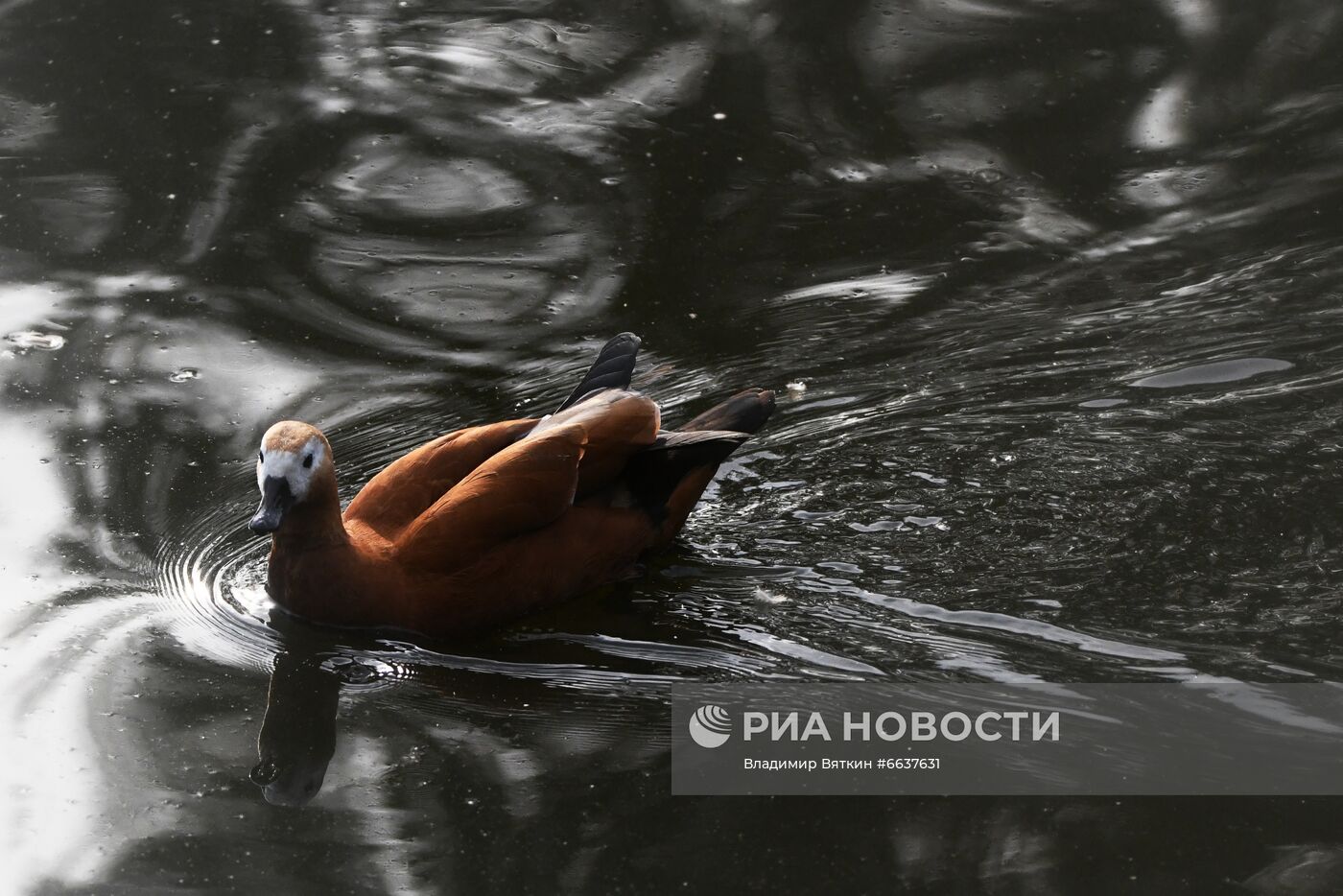 Московский зоопарк