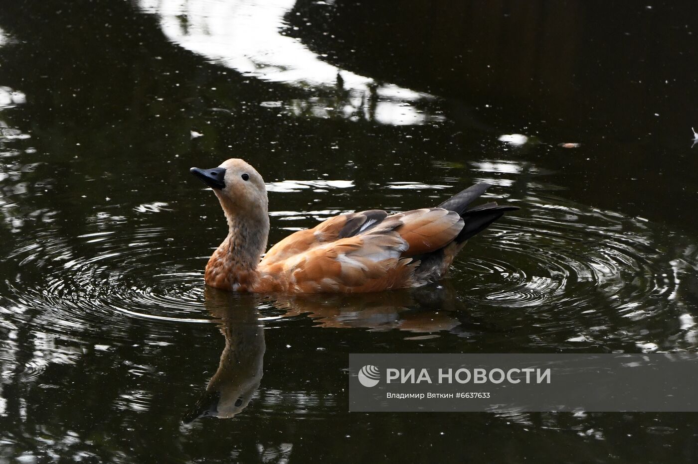 Московский зоопарк