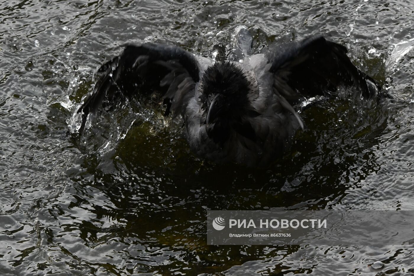 Московский зоопарк