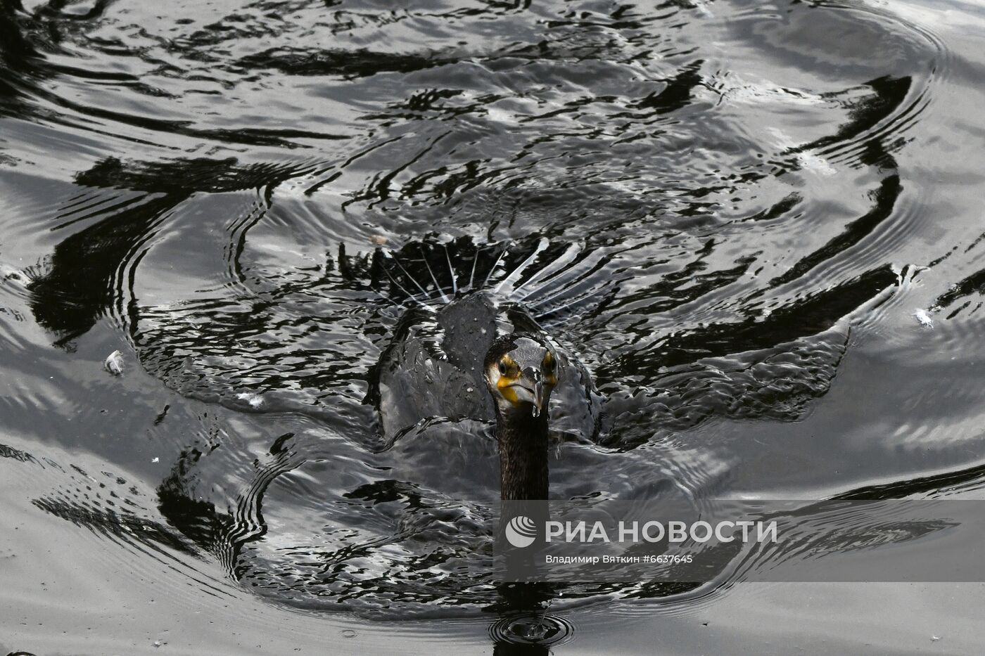 Московский зоопарк