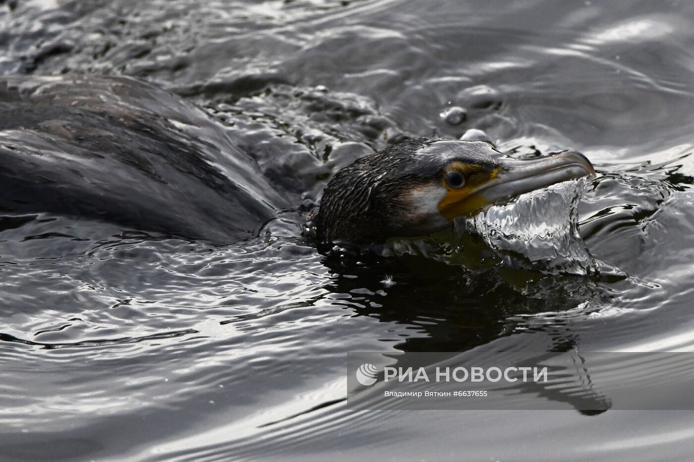 Московский зоопарк
