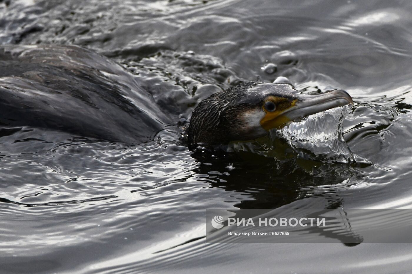 Московский зоопарк