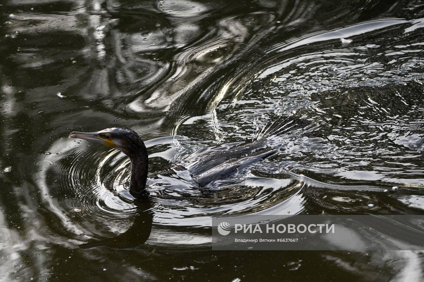 Московский зоопарк