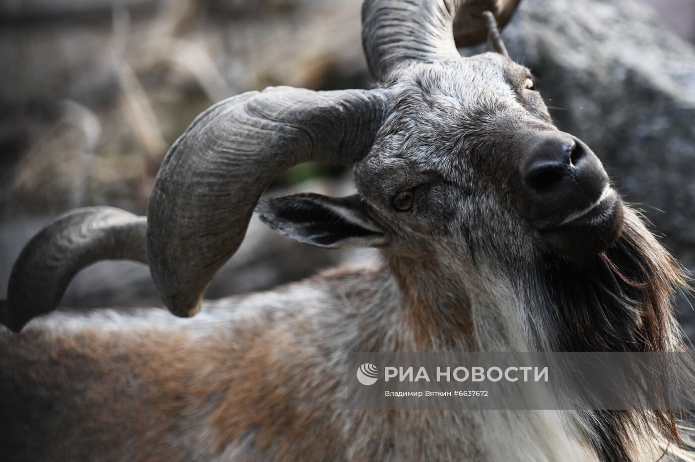 Московский зоопарк