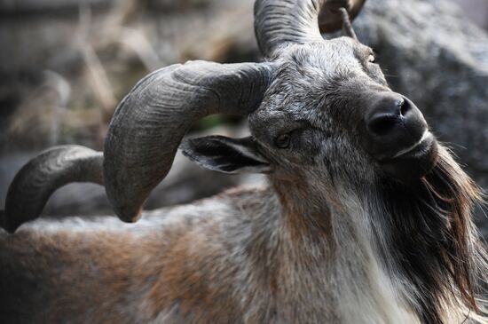 Московский зоопарк