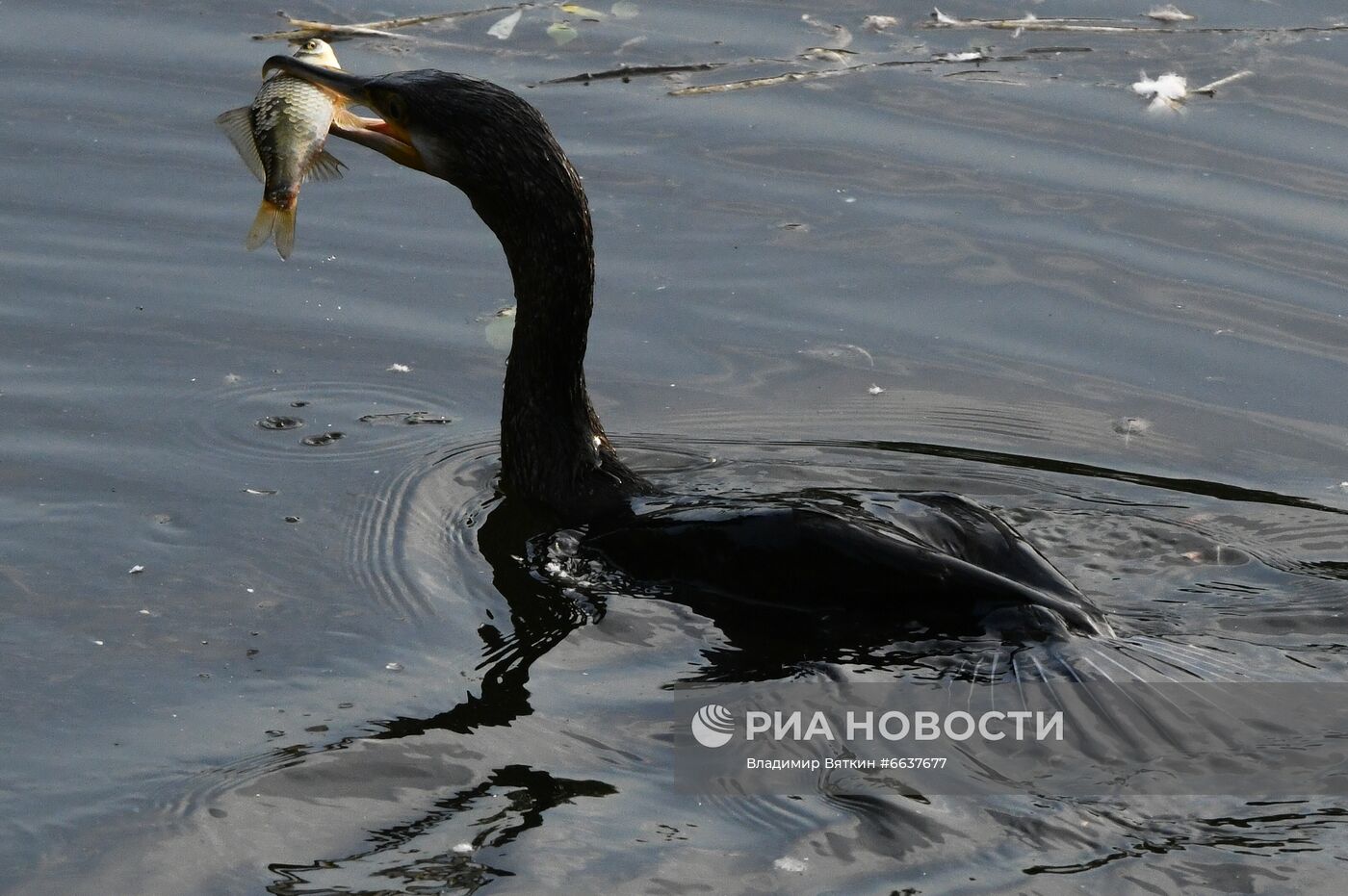 Московский зоопарк