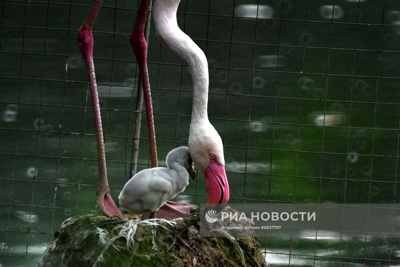 Московский зоопарк