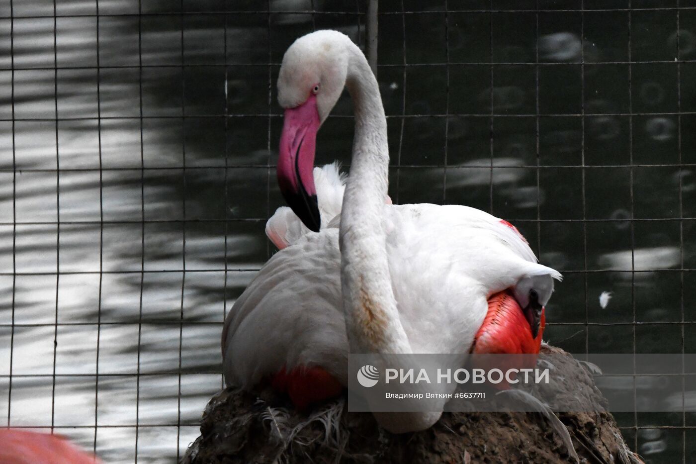 Московский зоопарк