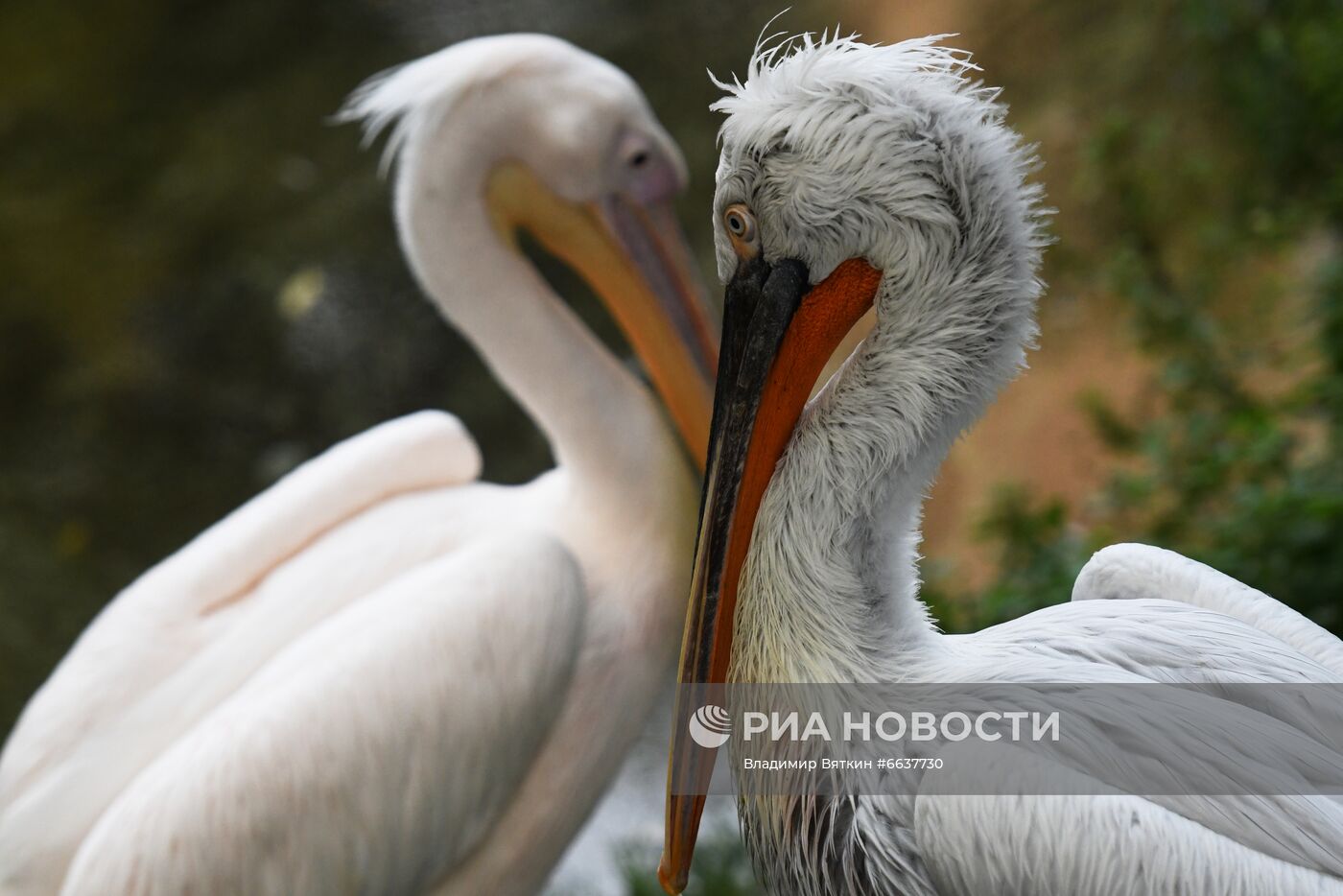 Московский зоопарк