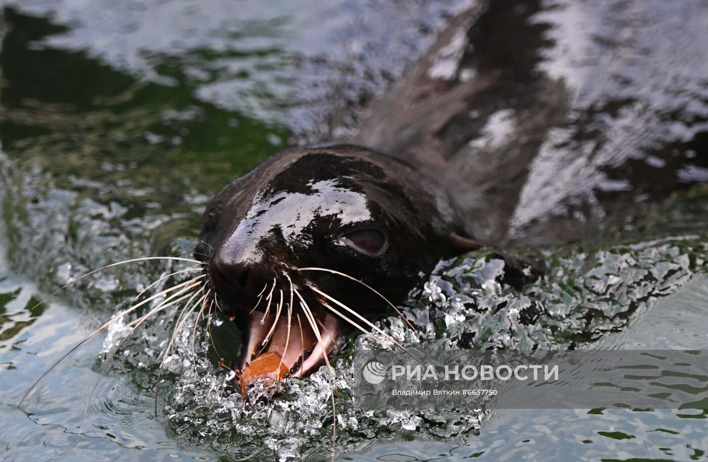 Московский зоопарк