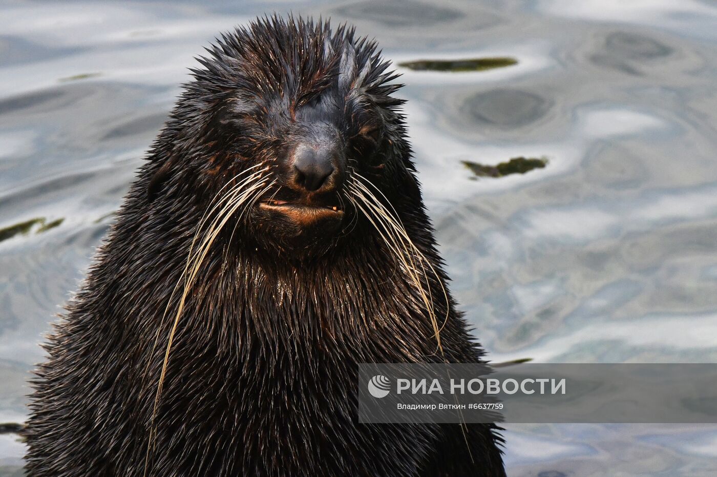 Московский зоопарк