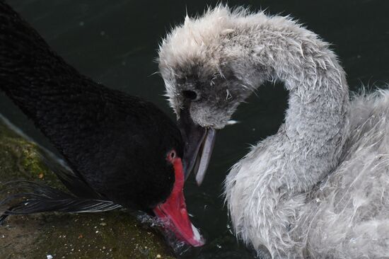 Московский зоопарк