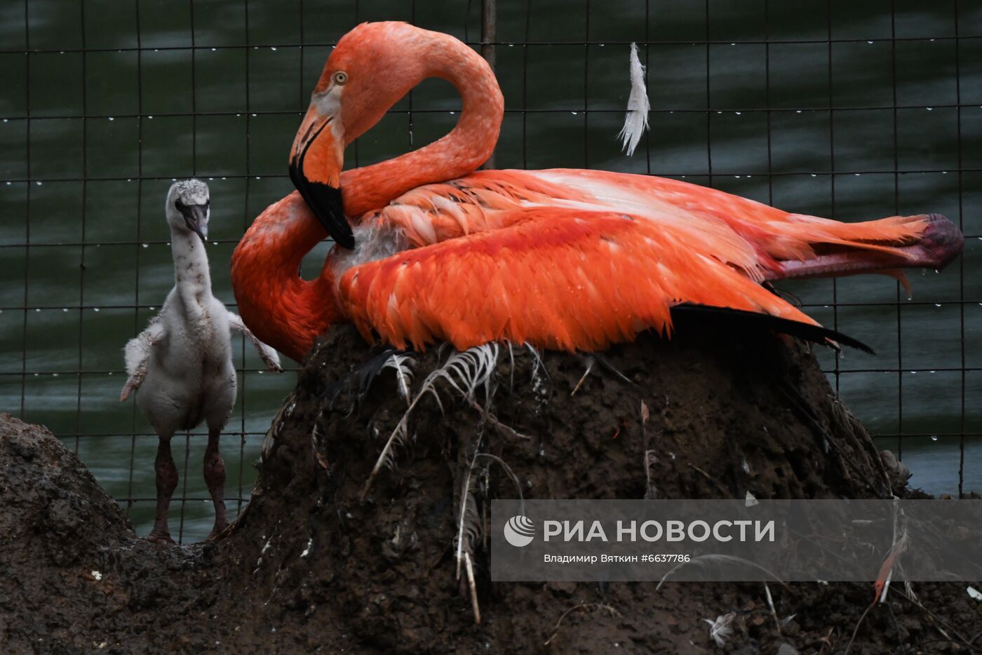 Московский зоопарк