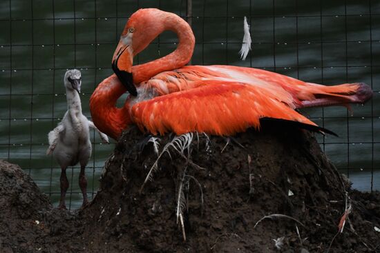 Московский зоопарк