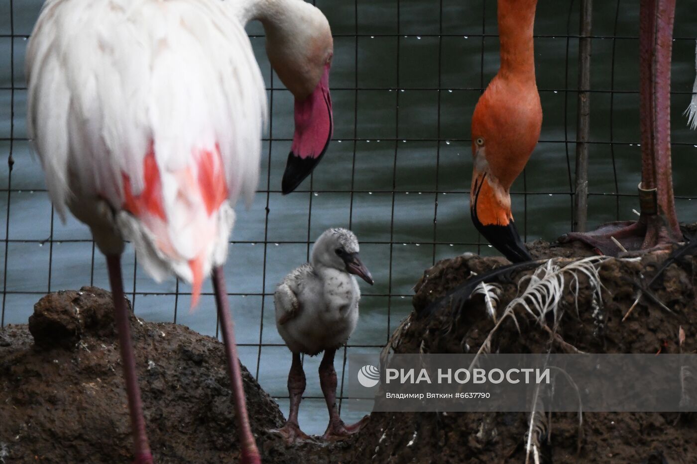 Фото недели