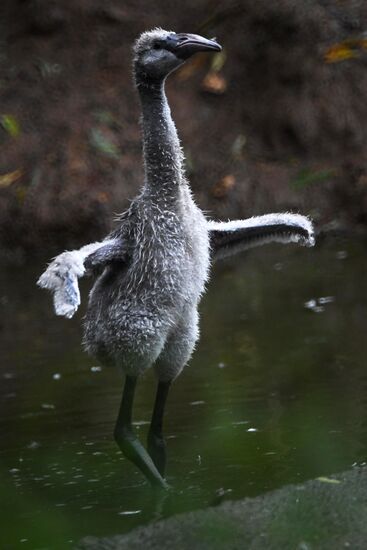 Московский зоопарк