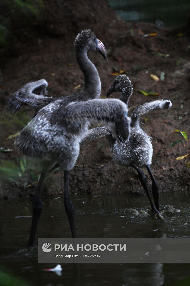 Московский зоопарк