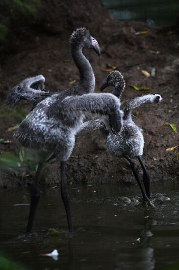 Московский зоопарк