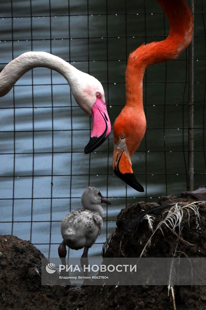 Московский зоопарк