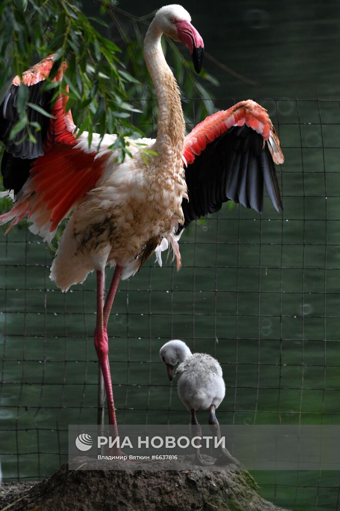 Московский зоопарк