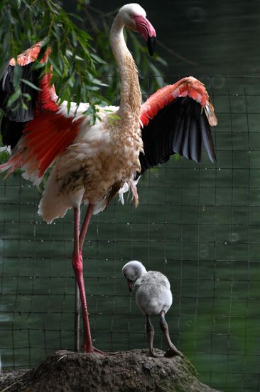 Московский зоопарк