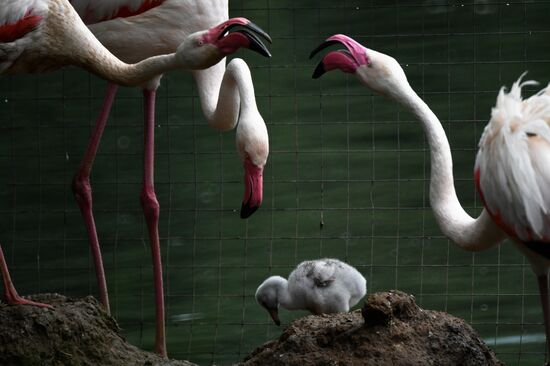 Московский зоопарк