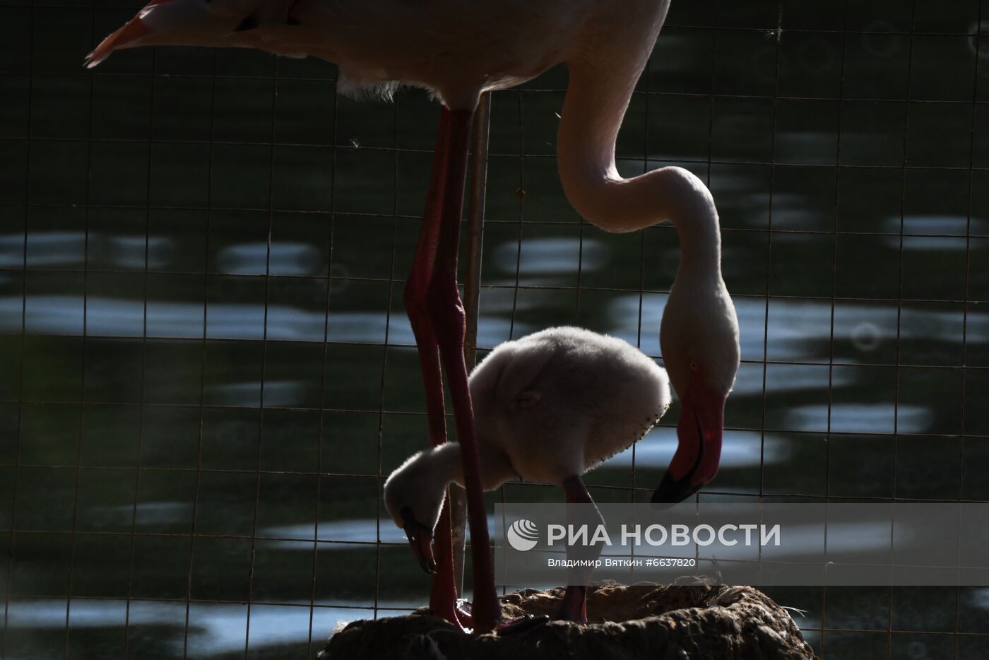 Московский зоопарк