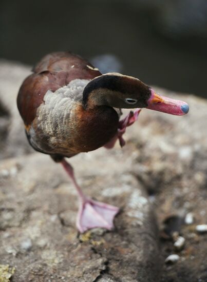 Московский зоопарк