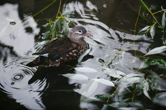 Московский зоопарк