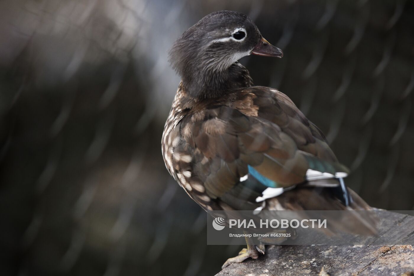 Московский зоопарк